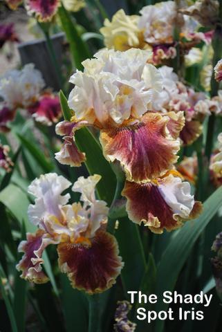 Photo of Tall Bearded Iris (Iris 'Fruit Fusion') uploaded by lovemyhouse