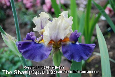 Photo of Tall Bearded Iris (Iris 'Beyond Bubbles') uploaded by lovemyhouse