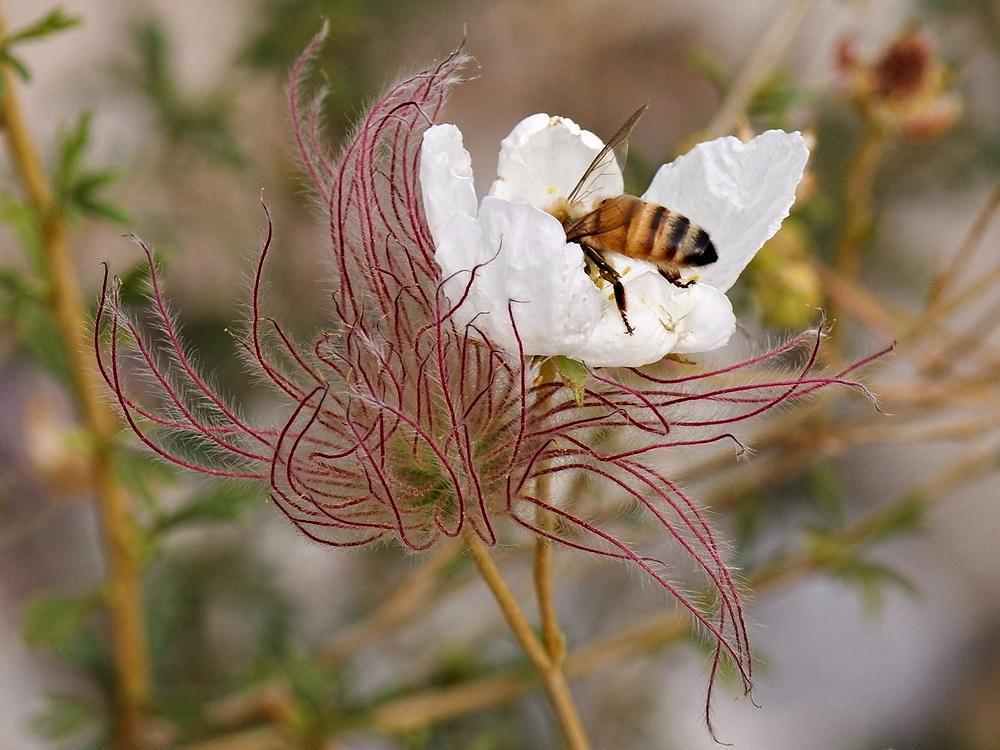 Photo of Apache Plume (Fallugia paradoxa) uploaded by dirtdorphins