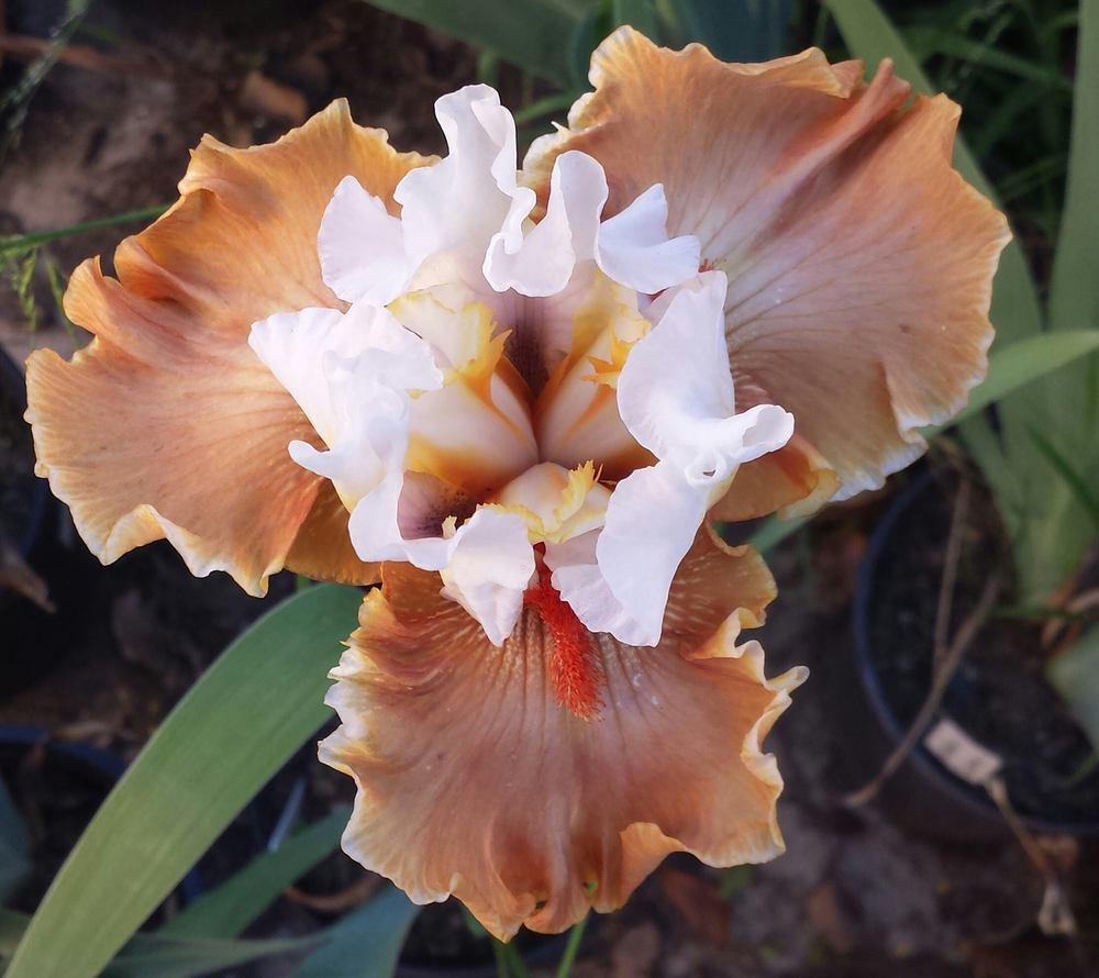Photo of Tall Bearded Iris (Iris 'Ginger Ice') uploaded by mesospunky