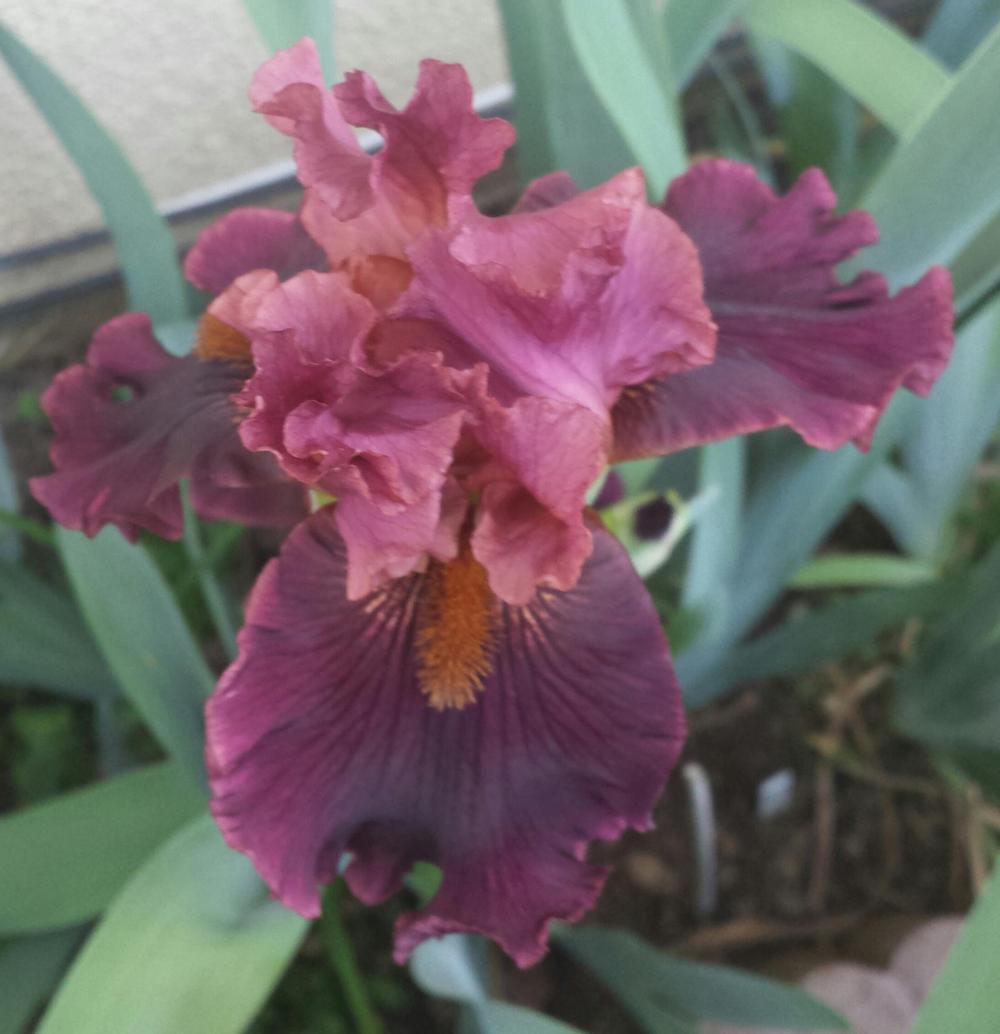 Photo of Tall Bearded Iris (Iris 'Smoky Shadows') uploaded by mesospunky