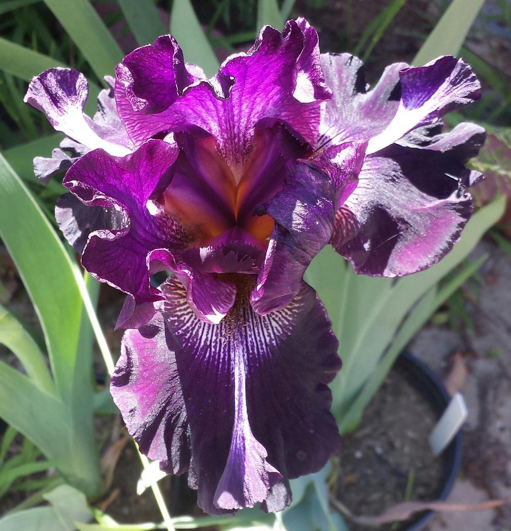 Photo of Tall Bearded Iris (Iris 'Inky Icon') uploaded by mesospunky
