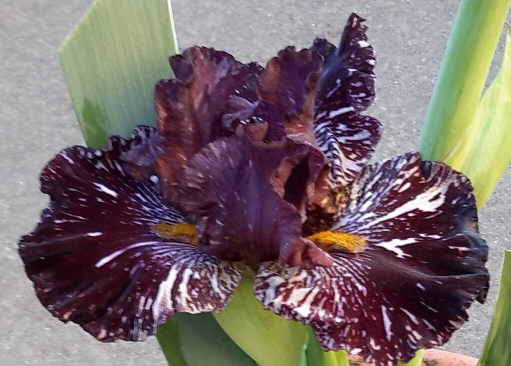 Photo of Tall Bearded Iris (Iris 'Chocolate Moose') uploaded by mesospunky