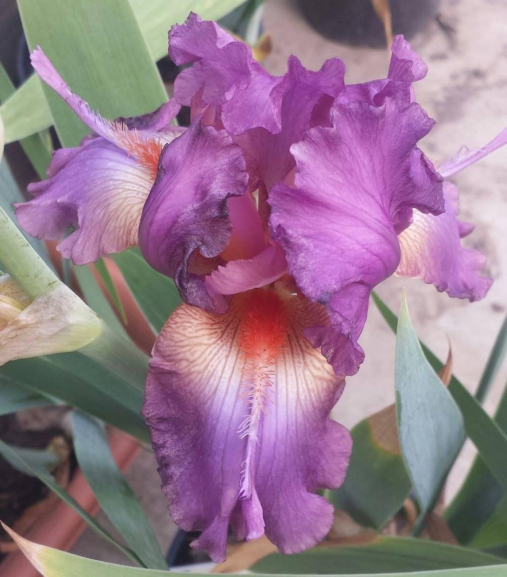 Photo of Tall Bearded Iris (Iris 'Fangnificent') uploaded by mesospunky