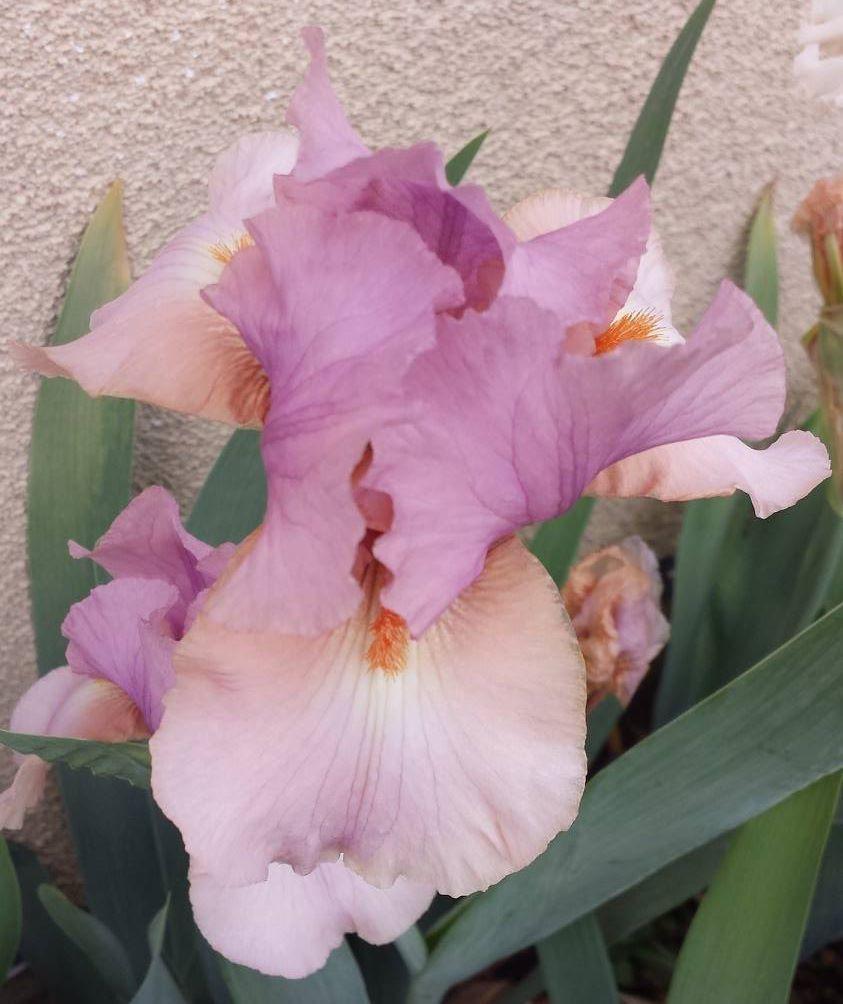 Photo of Tall Bearded Iris (Iris 'Keeping Up Appearances') uploaded by mesospunky
