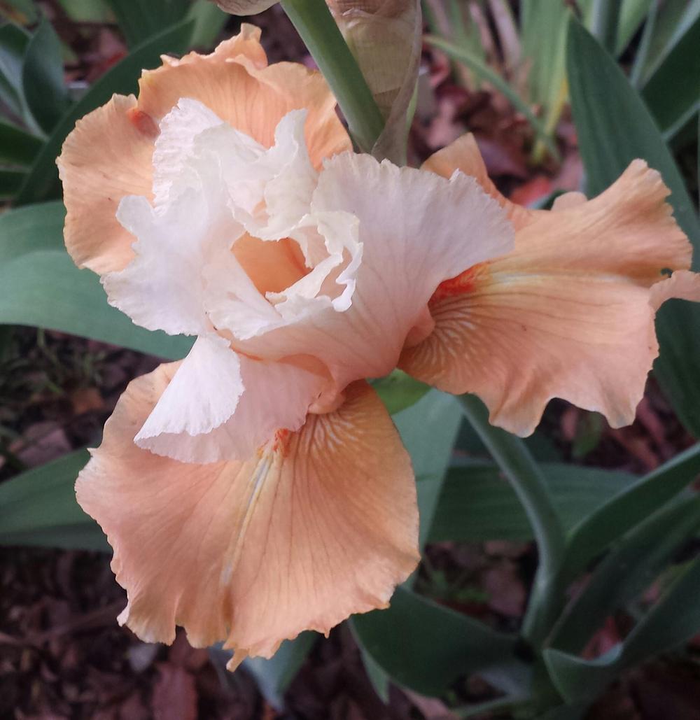 Photo of Tall Bearded Iris (Iris 'Rare Find') uploaded by mesospunky