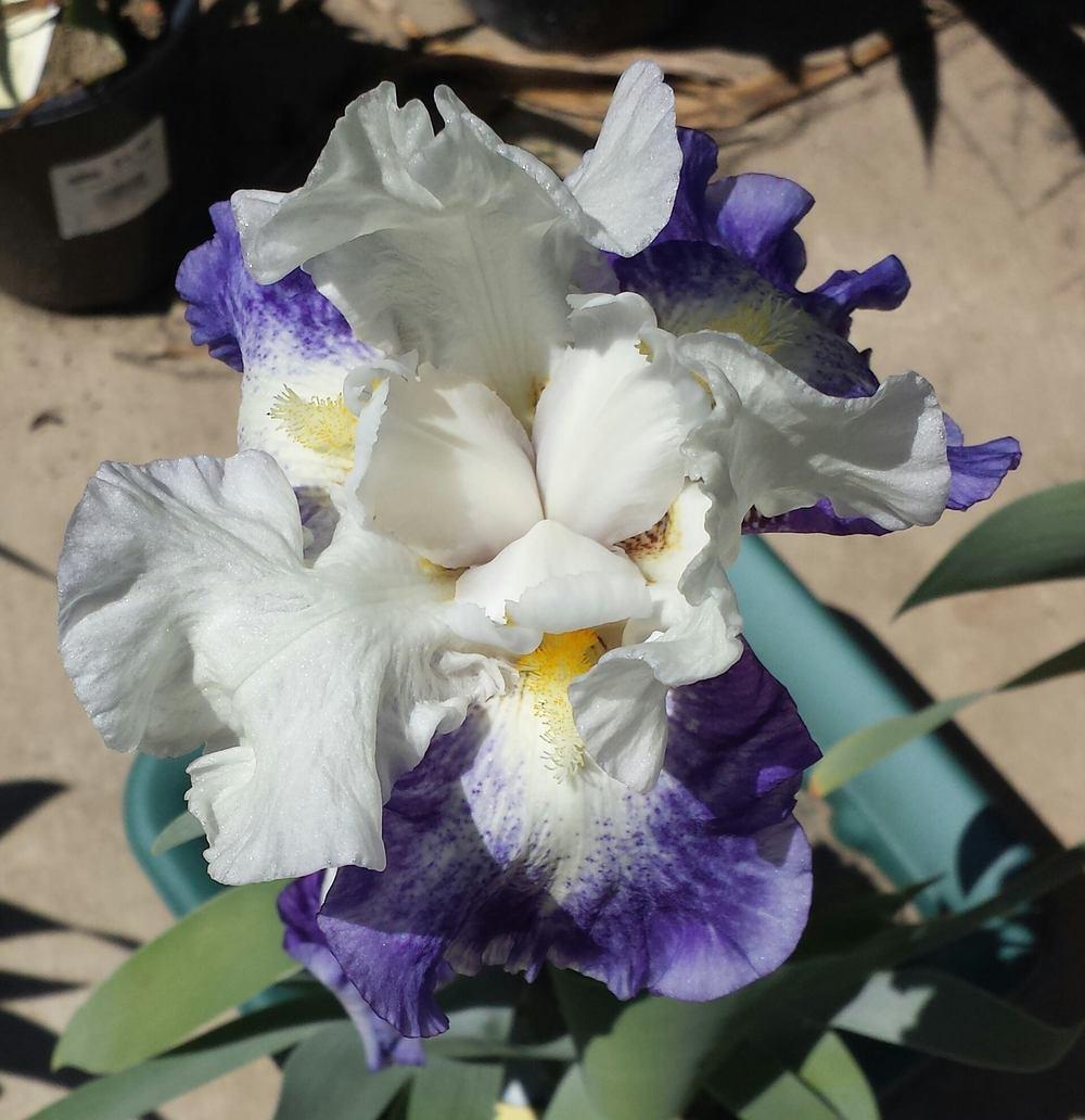 Photo of Tall Bearded Iris (Iris 'Can't Touch This') uploaded by mesospunky