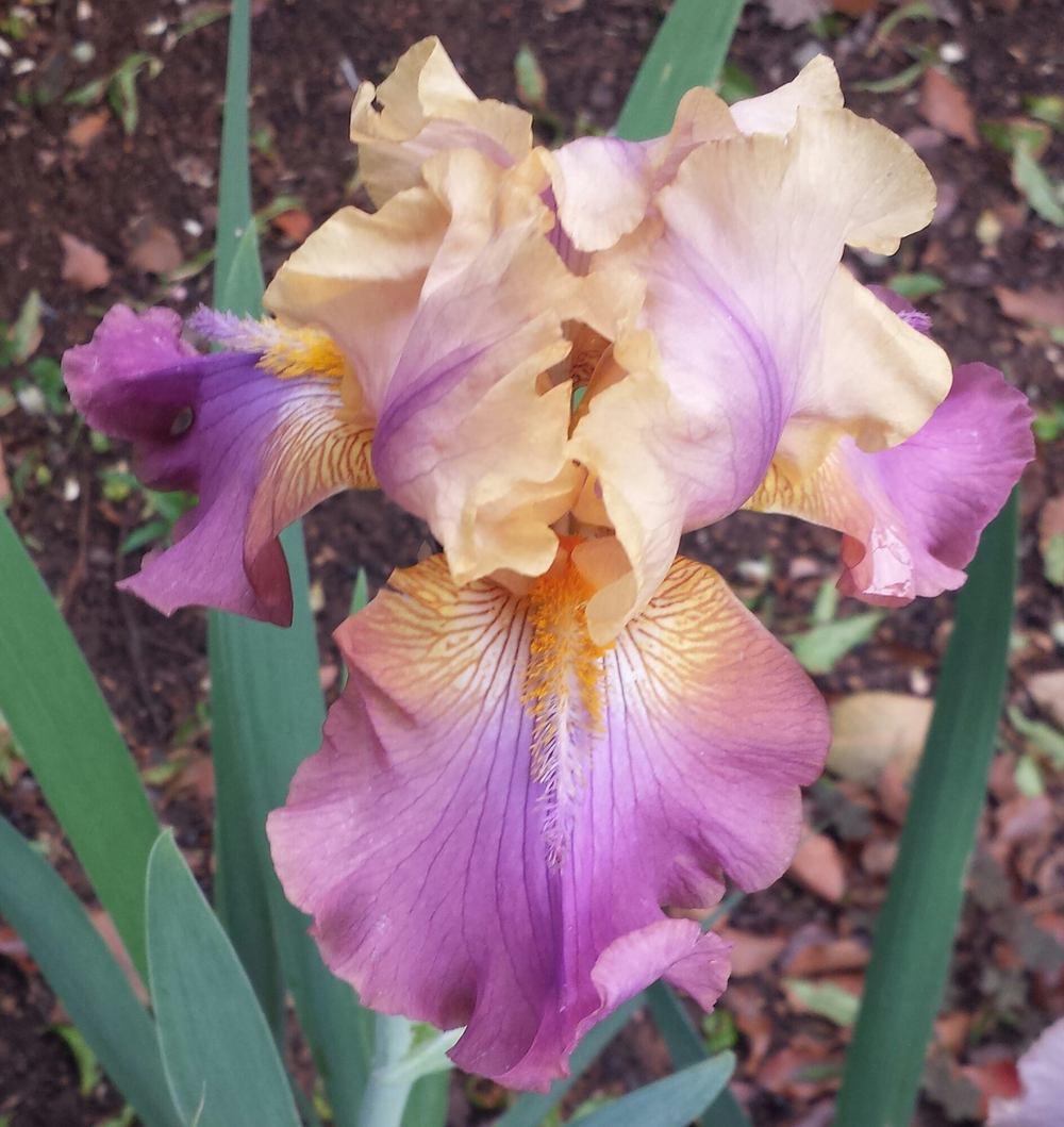 Photo of Tall Bearded Iris (Iris 'Trillion') uploaded by mesospunky