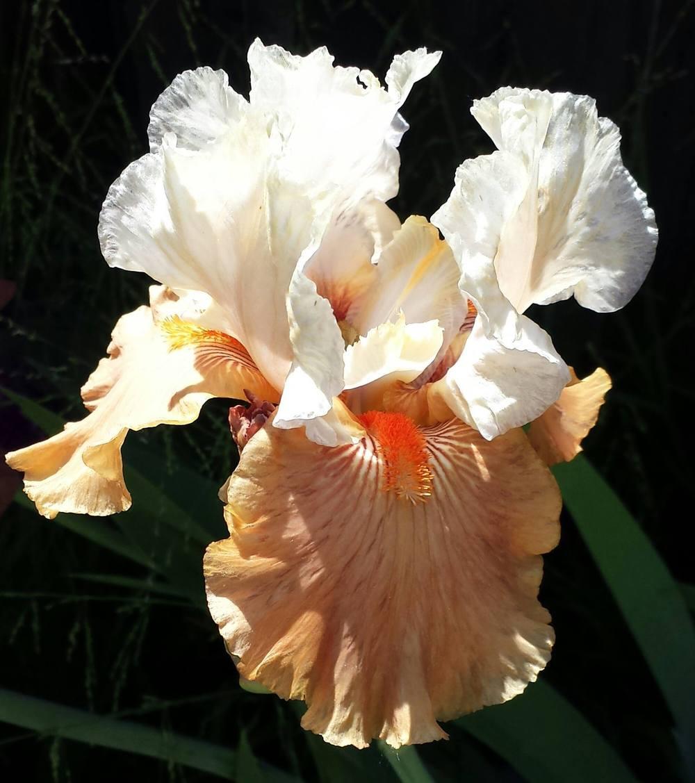 Photo of Tall Bearded Iris (Iris 'Frosted Rose') uploaded by mesospunky