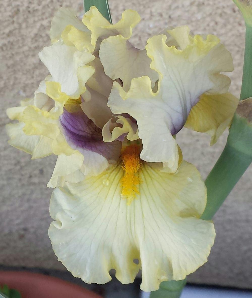 Photo of Tall Bearded Iris (Iris 'Trade Secret') uploaded by mesospunky