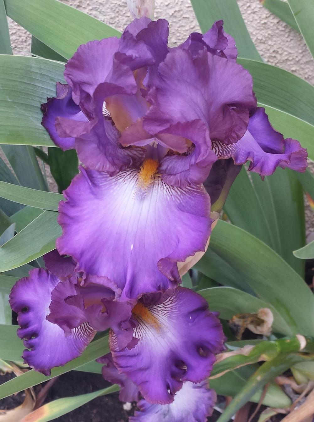 Photo of Tall Bearded Iris (Iris 'Afternoon in Rio') uploaded by mesospunky