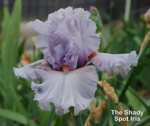 Photo of Tall Bearded Iris (Iris 'Gotta Git It') uploaded by lovemyhouse