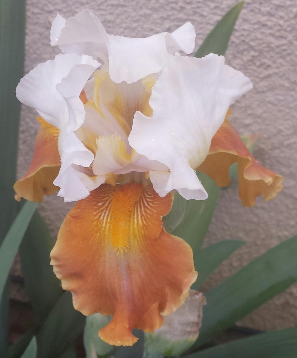 Photo of Tall Bearded Iris (Iris 'Fall Fiesta') uploaded by mesospunky