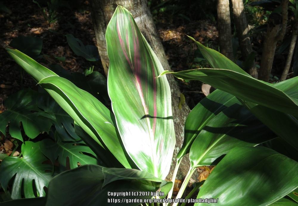 Photo of Ti Plant (Cordyline fruticosa) uploaded by plantladylin