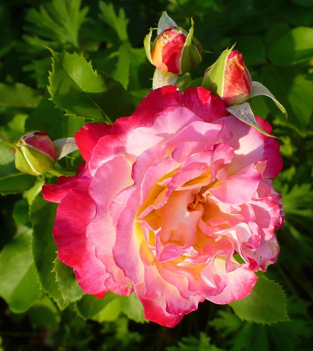 Photo of Hybrid Tea Rose (Rosa 'Double Delight') uploaded by HemNorth