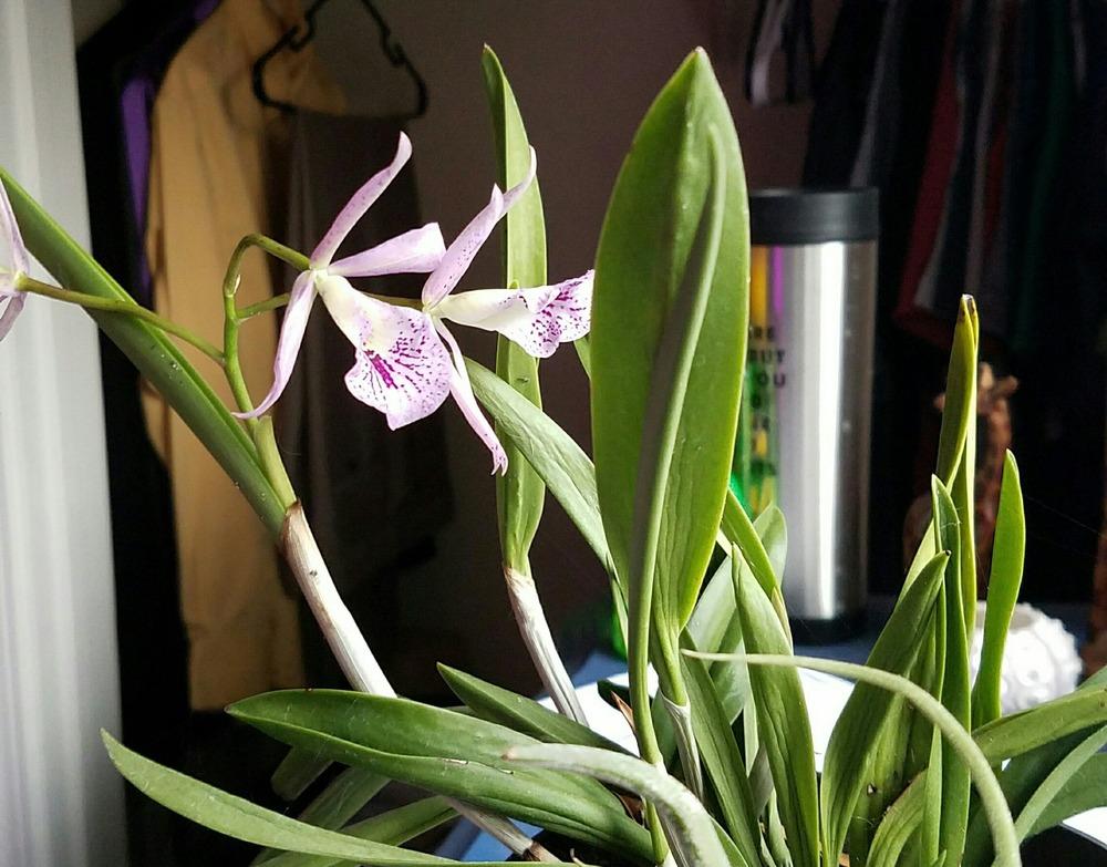 Photo of Orchid (Brassanthe Maikai 'Mayumi') uploaded by JamesAcclaims
