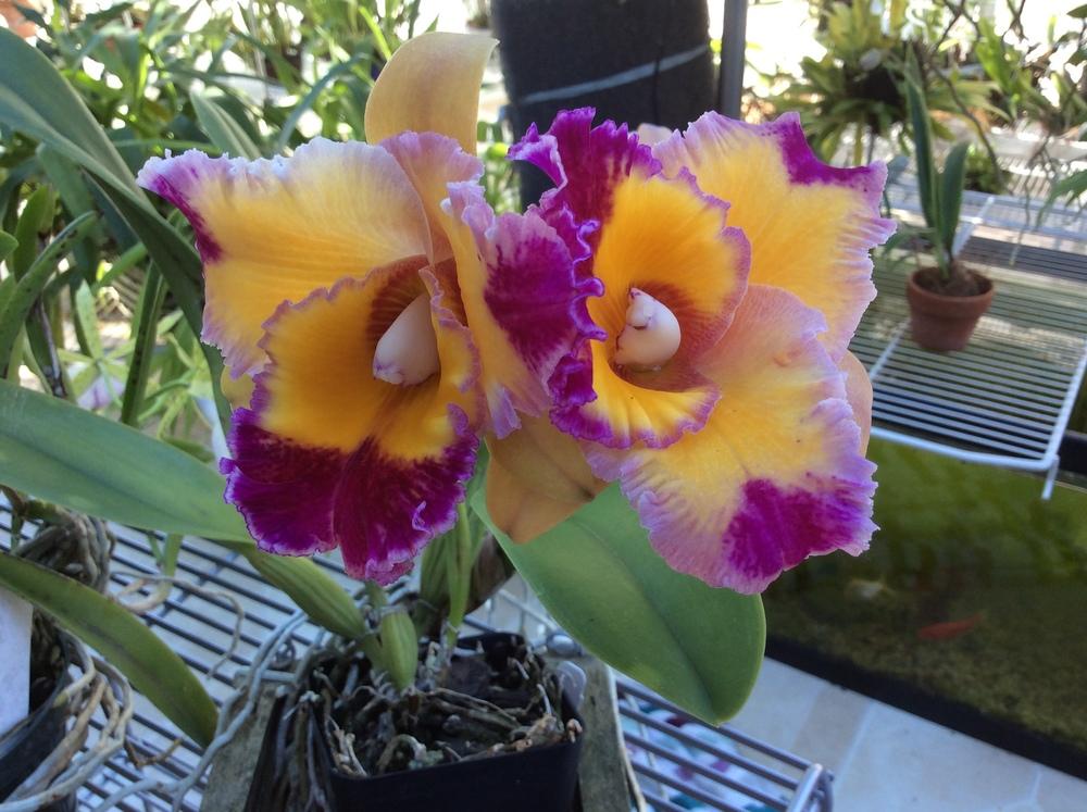 Photo of Orchid (Rhyncholaeliocattleya Dick Smith 'Aloha Spirit') uploaded by Ursula