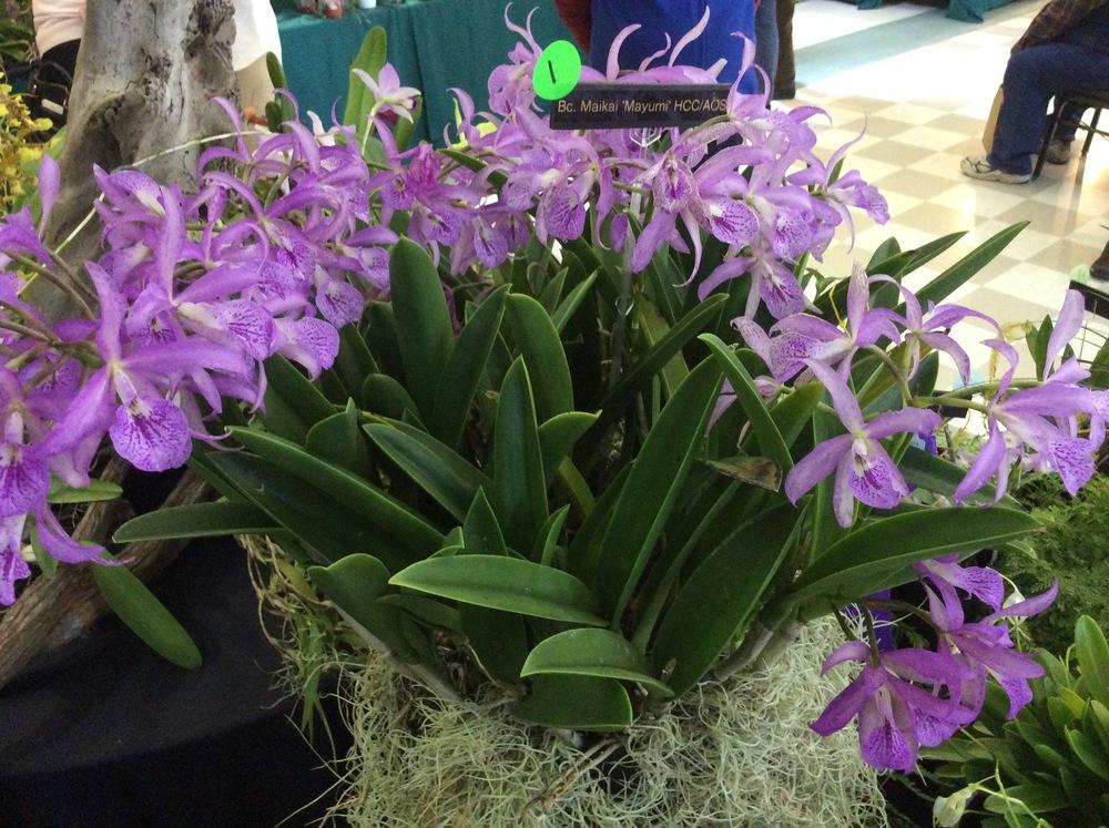 Photo of Orchid (Brassanthe Maikai 'Mayumi') uploaded by Ursula