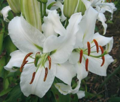 Photo of Lily (Lilium 'Siberia') uploaded by BUGGYCRAZY