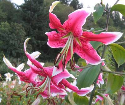 Photo of Lily (Lilium 'Scarlet Delight') uploaded by BUGGYCRAZY