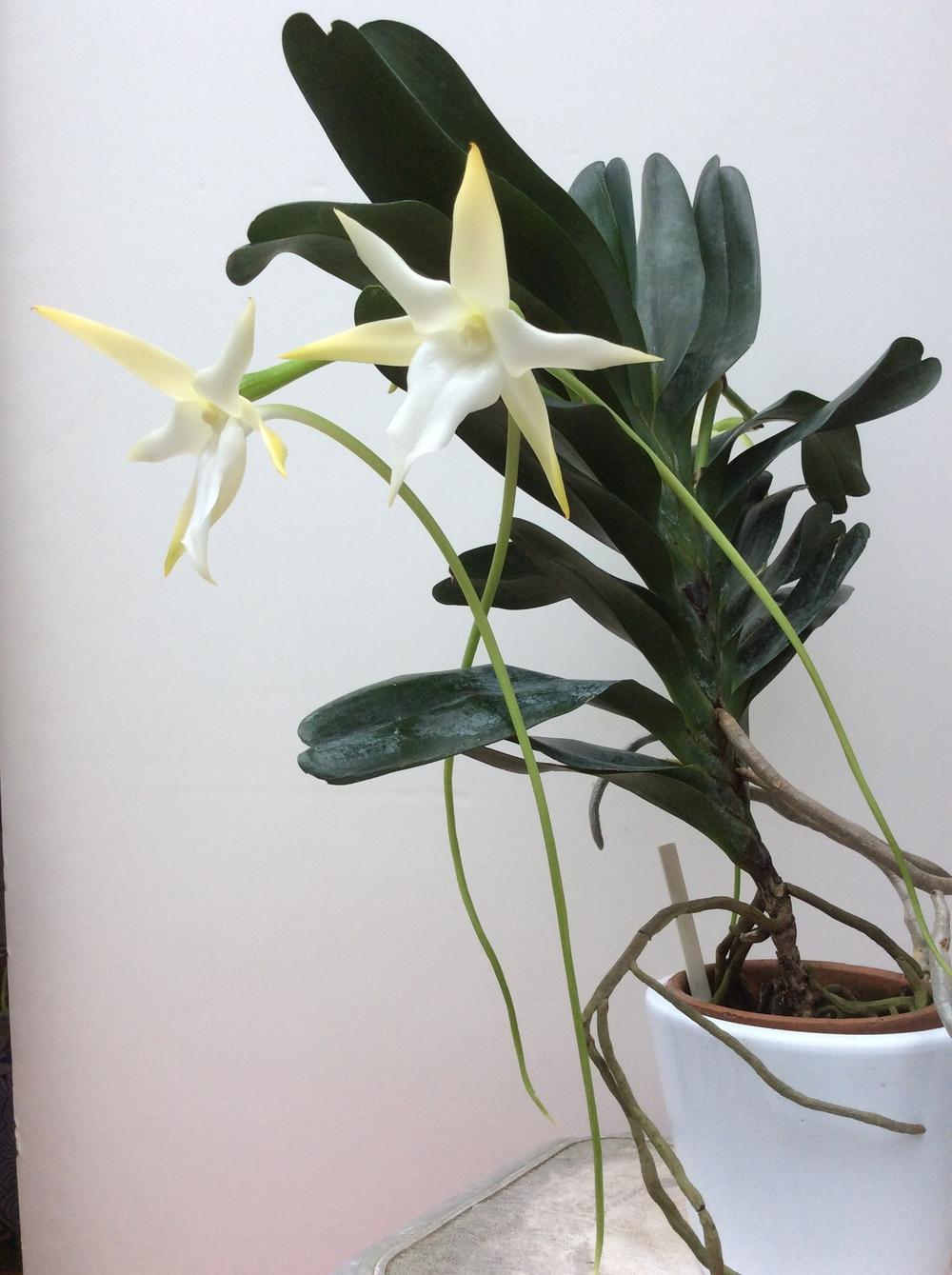 Photo of Darwin's Star Orchid (Angraecum sesquipedale) uploaded by Ursula