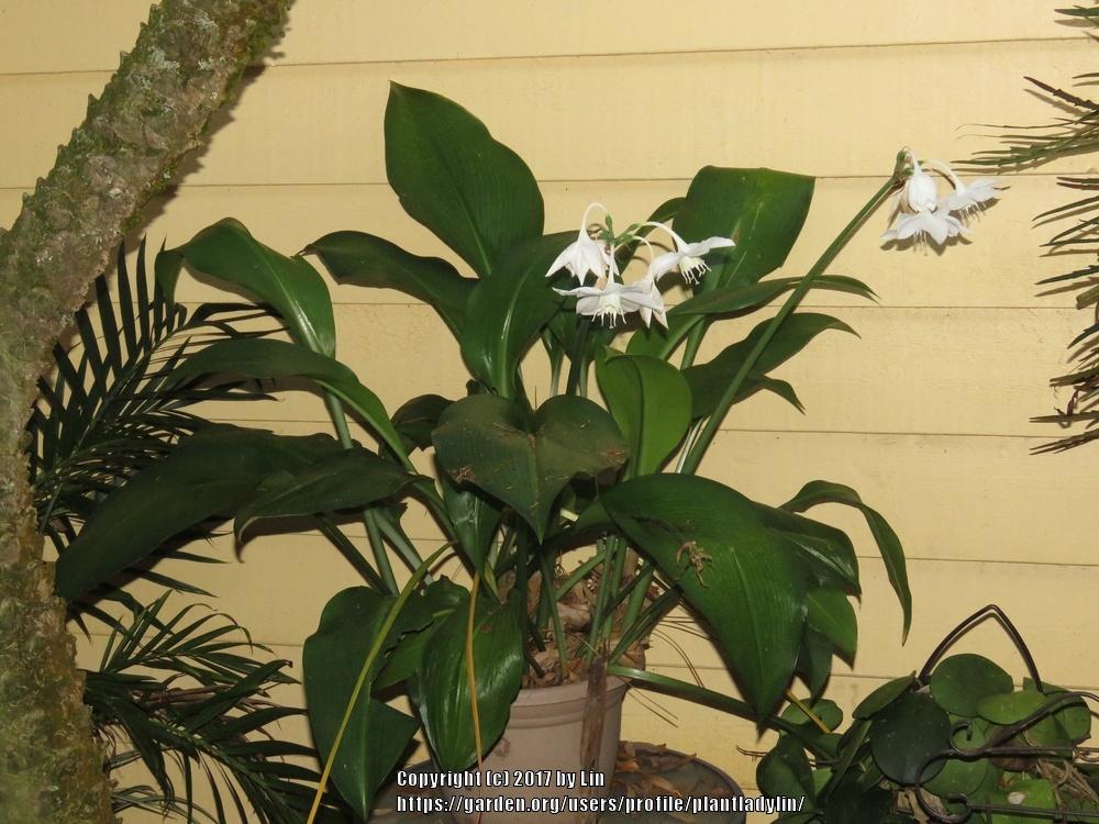 Photo of Amazon Lily (Urceolina x grandiflora) uploaded by plantladylin