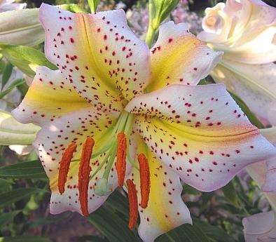 Photo of Lily (Lilium 'Superior') uploaded by BUGGYCRAZY