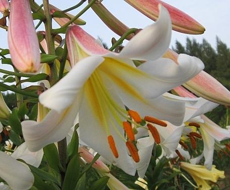 Photo of Lily (Lilium 'Sunnyside Down') uploaded by BUGGYCRAZY