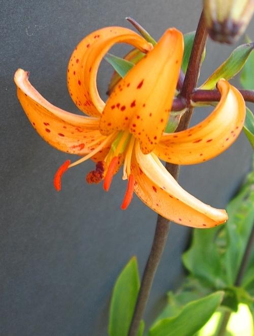 Photo of Lily (Lilium 'Super Tsing') uploaded by BUGGYCRAZY