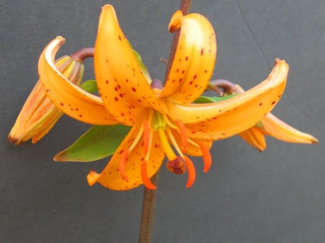 Photo of Lily (Lilium 'Super Tsing') uploaded by BUGGYCRAZY