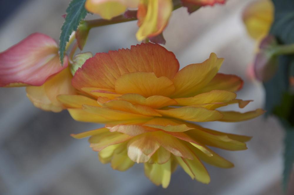 Photo of Hybrid Tuberous Begonia (Begonia x tuberhybrida Illumination® Golden Picotee) uploaded by Fleur569