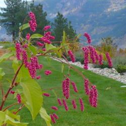 Location: Nora's Garden - Castlegar, B.C.
Date: 2014-10-12
 1:01 pm. Such a rich colour and texture.