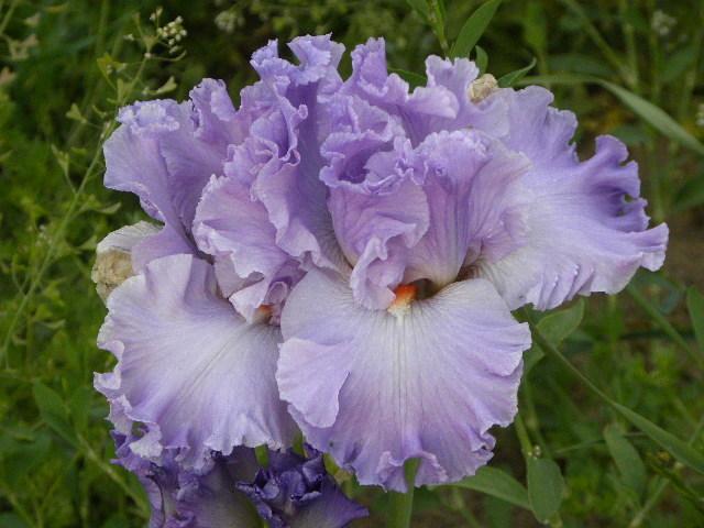 Photo of Tall Bearded Iris (Iris 'Excuse Me Darling') uploaded by SassyCat