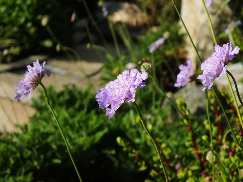 Photo of Pincushion Flower (Scabiosa) uploaded by sunnyvalley