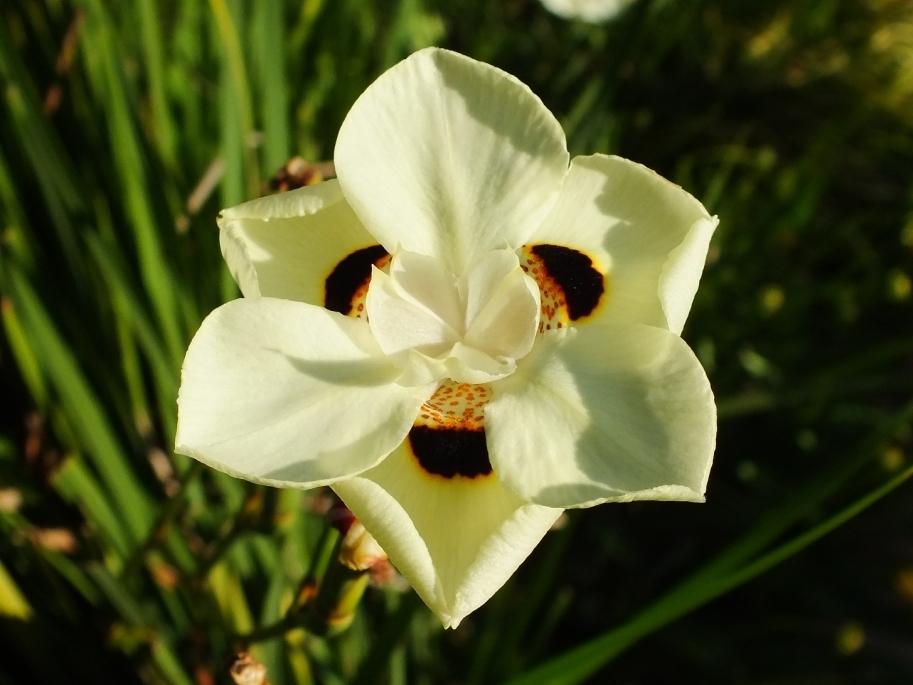 Photo of African Iris (Dietes bicolor) uploaded by sunnyvalley