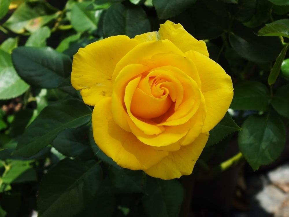 Photo of Rose (Rosa 'The Yellow') uploaded by sunnyvalley