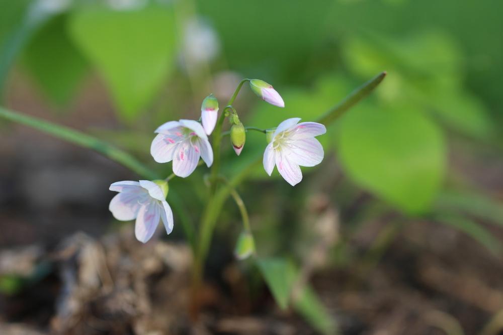 Photo of Spring Beauty (Claytonia virginica) uploaded by BlueFlagFan