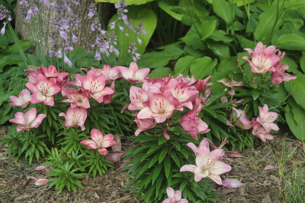 Photo of Lily (Lilium 'Tiny Dancer') uploaded by BlueFlagFan