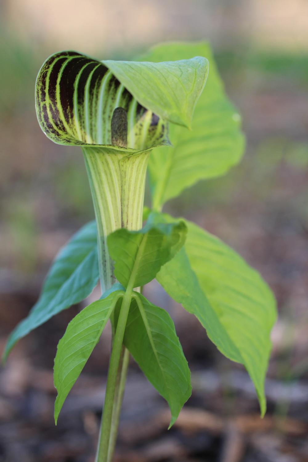 Photo of Jack in the Pulpit (Arisaema triphyllum) uploaded by BlueFlagFan
