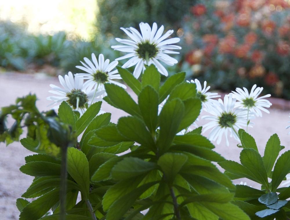 Photo of Montauk Daisy (Nipponanthemum nipponicum) uploaded by Fleur569