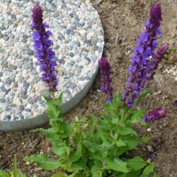 Location: Nora's Garden - Castlegar, B.C.
Date: 2016-05-21
 1:21 pm. Rich blue-violet blossoms and compact habit, make this 