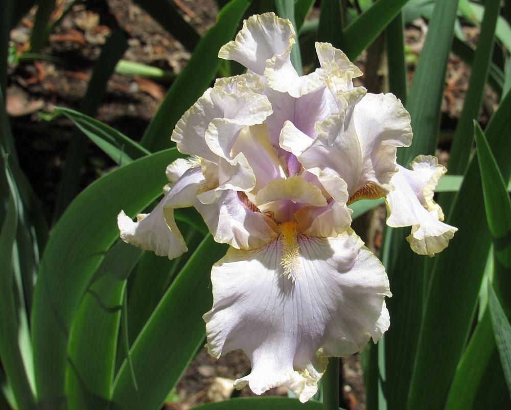 Photo of Tall Bearded Iris (Iris 'Pewter and Gold') uploaded by Lestv