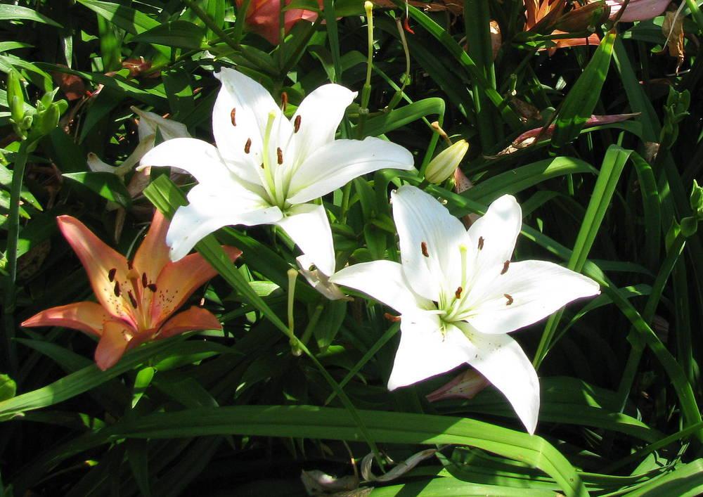 Photo of Lily (Lilium 'Siberia') uploaded by jmorth