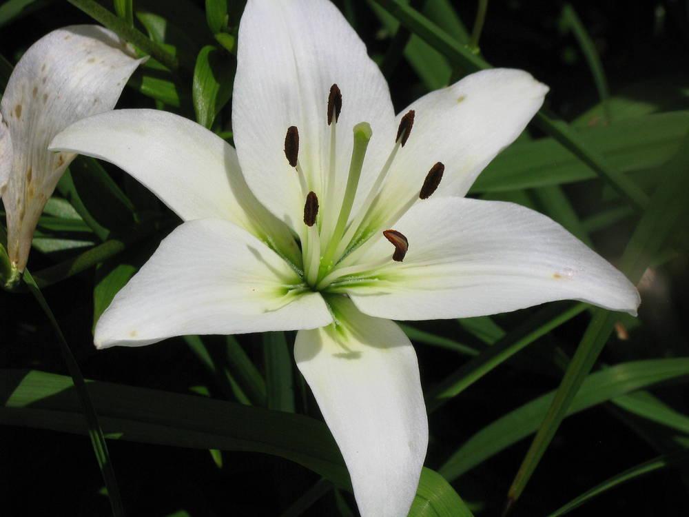 Photo of Lily (Lilium 'Siberia') uploaded by jmorth