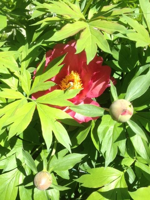 Photo of Itoh Peony (Paeonia 'Magical Mystery Tour') uploaded by sashaapalmer