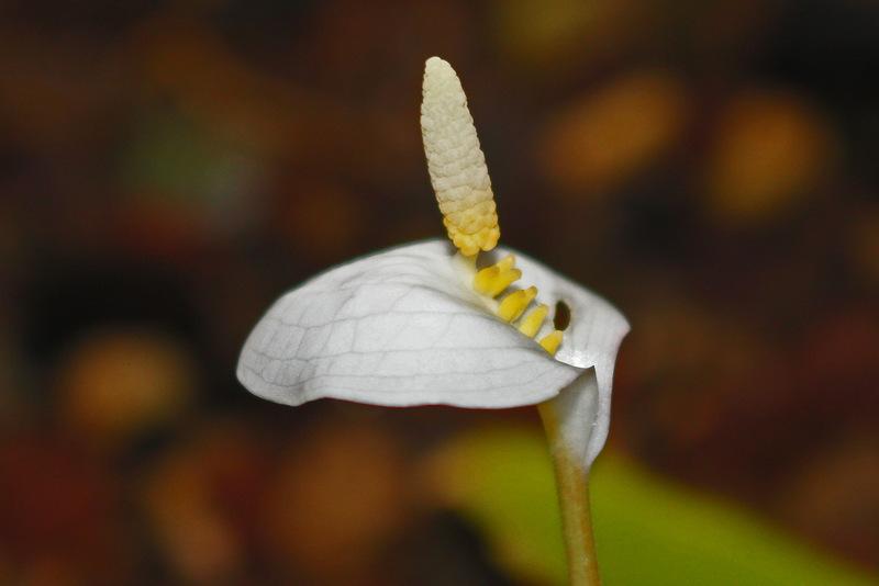 Photo of Callopsis volkensii uploaded by RuuddeBlock