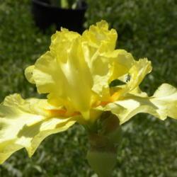 Location: Frannie's Iris Garden, Elk Grove, CA
Date: 2013-04-24