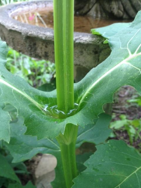 Photo of Cup Plant (Silphium perfoliatum) uploaded by sashaapalmer