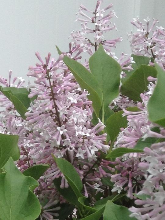 Photo of Lilacs (Syringa) uploaded by sashaapalmer