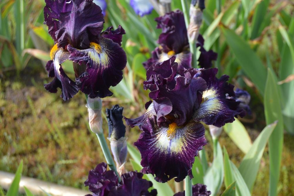 Photo of Tall Bearded Iris (Iris 'Tunnel Vision') uploaded by KentPfeiffer